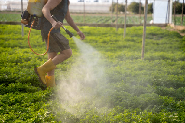 Best Wasp Removal Services  in Folcroft, PA